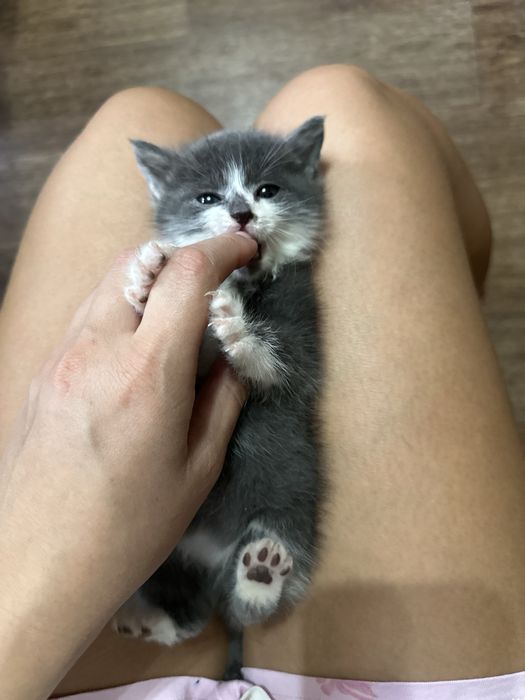 Отдам котят в хорошие руки
