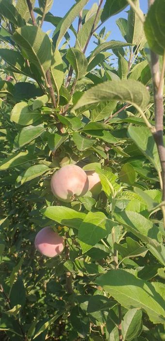 Гилос, Шафтоли, Ўрик, Нок