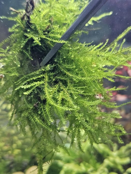 Продам мох феникс