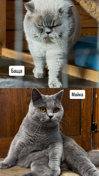 Британски котки от баща Европейски Шампион