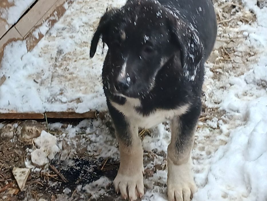 Охранник собаки боетс