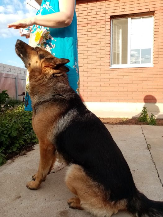 Немецкая овчарка