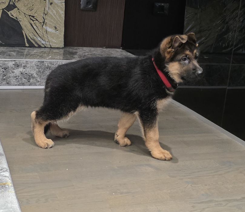 Ciobanesc german Femela