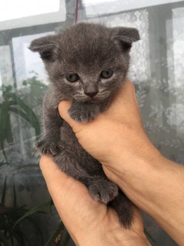 Фолдики 1 месяц.Самостоятельные..