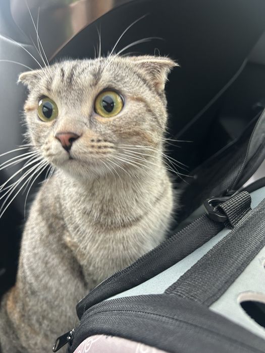 Уошка кошечка кошка