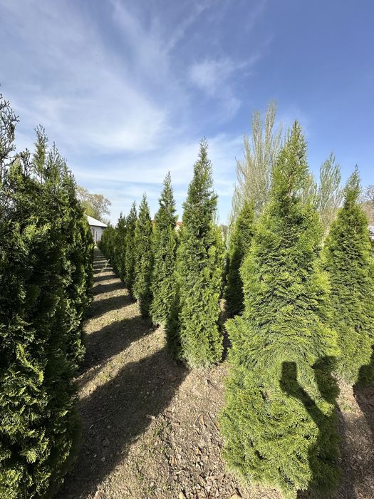 Туя западная Смарагд