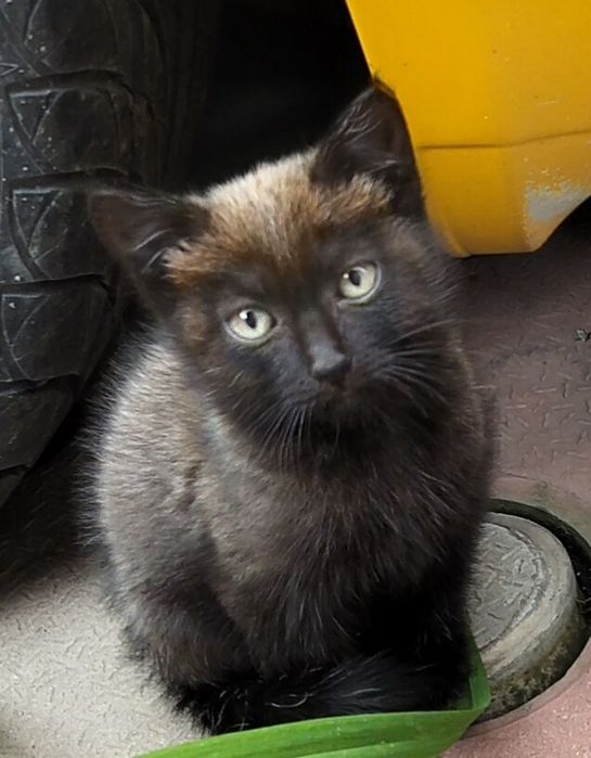 Котята ищут дом (мальчики)