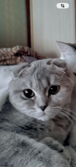Отдам кошку в добрые руки