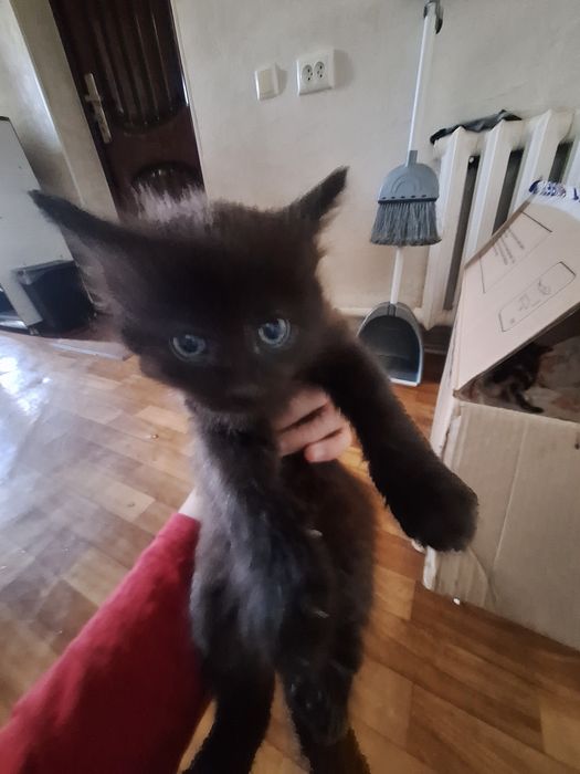 котята,алматы,возраст-1месяц