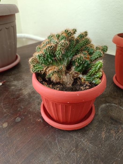 В горшке скалистый кактус