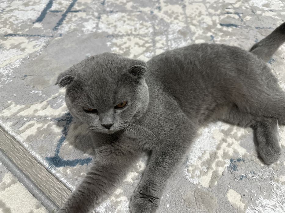 Скоттиш фолд вислоухая