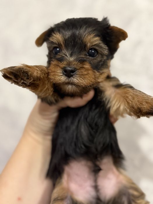 Мальчик йорчик мини