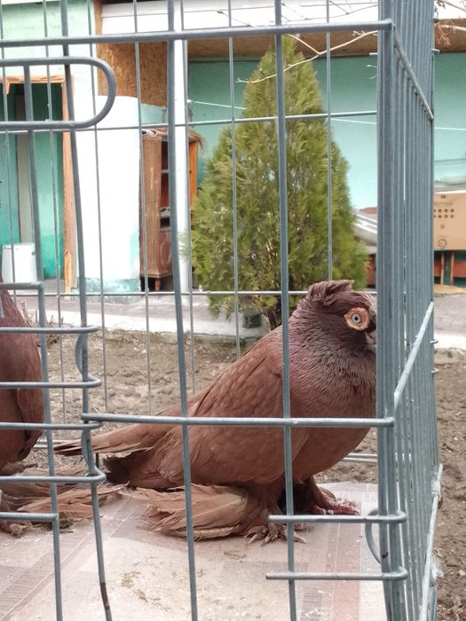 Голуби двухчубые тараз