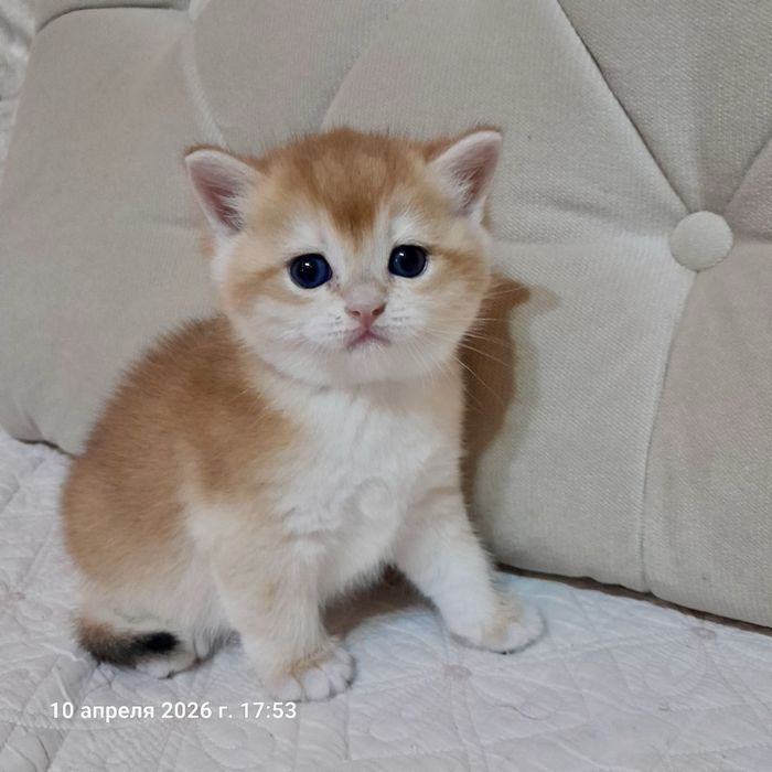 Продается чистокровная британка девочка ny12 золотая шиншилла