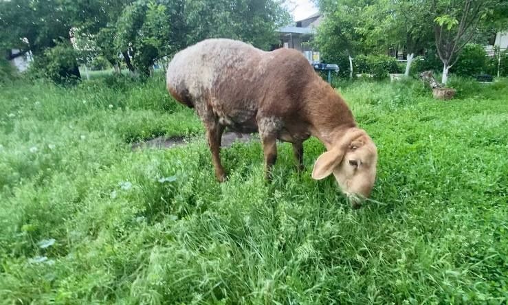 Кошкар Арашанской породы
