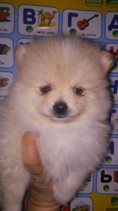 Продам щенков шпица