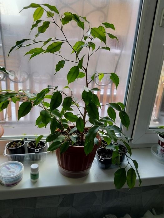 Фикус Бенджамина комнатный цветок