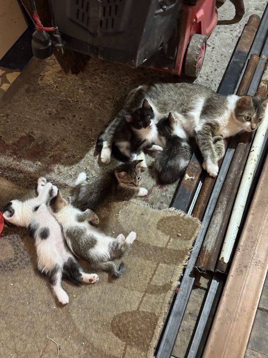 Отдам в добрые руки котят
