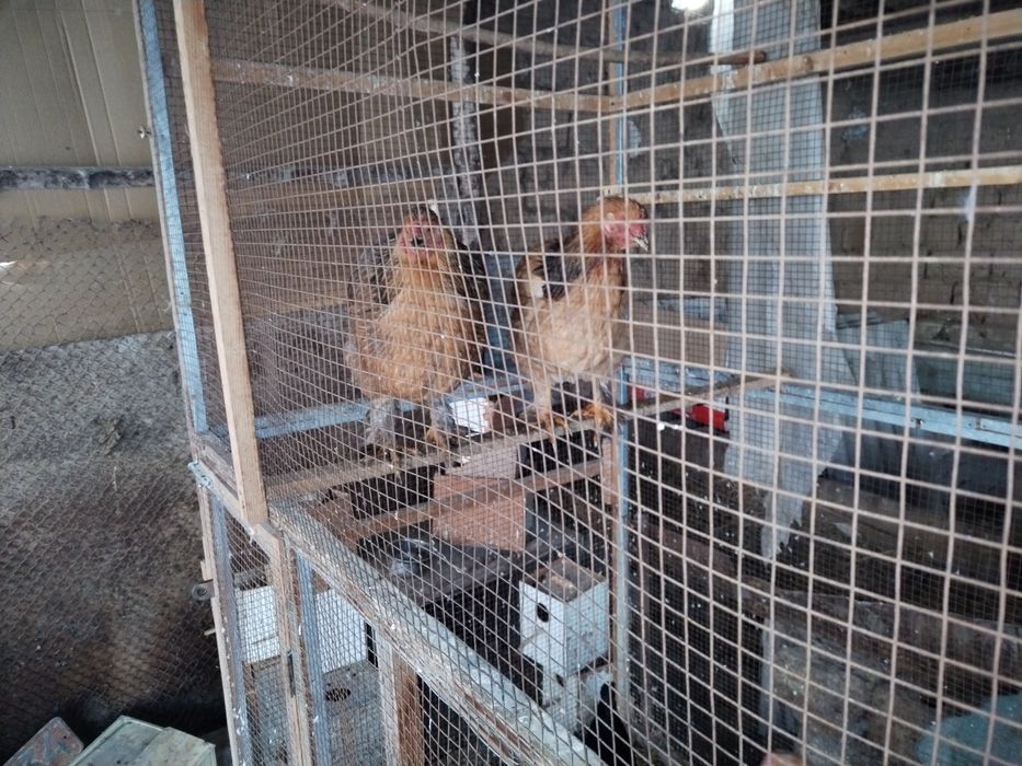 Sotlad toviqla  va xoroz sotlad soglom