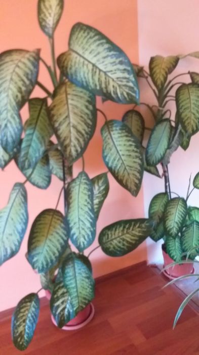 Dieffenbahia -1,2m=100 ron.