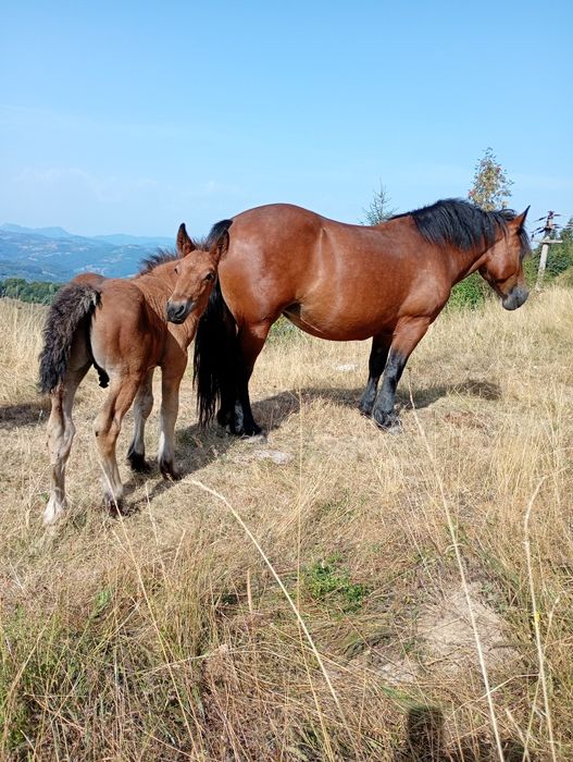 Vând Iapă de 3 ani cu mânz de 2 luni!