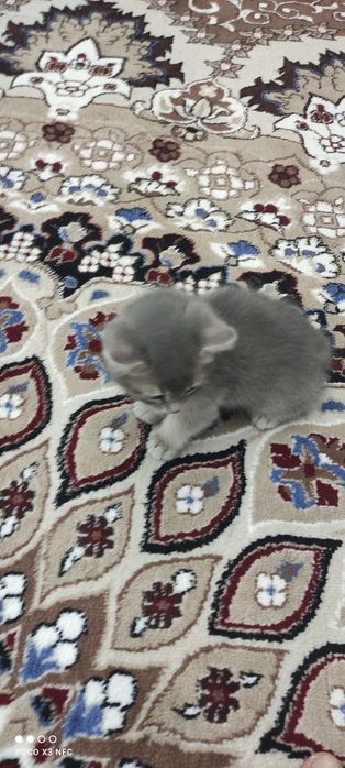 Mushukcha sotiladi zoti British Shorthair jinsi oʻgʻil
