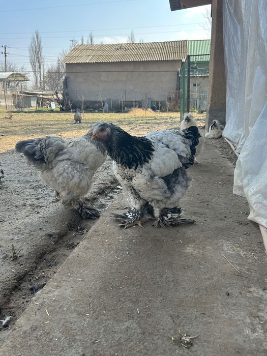 Яйца Брама, чистокровные домашние