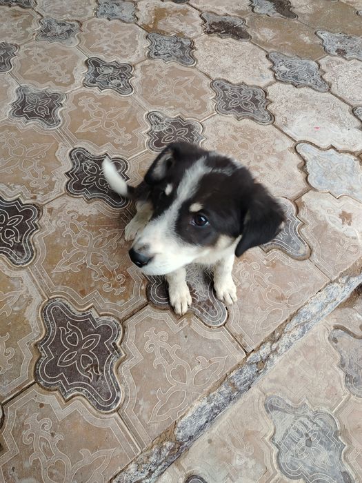 Дехканобод кучуги сотлади