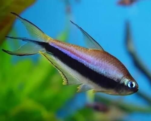 Королевская тетра, Пельвикахромис попугай, Апистограма рамирезиг