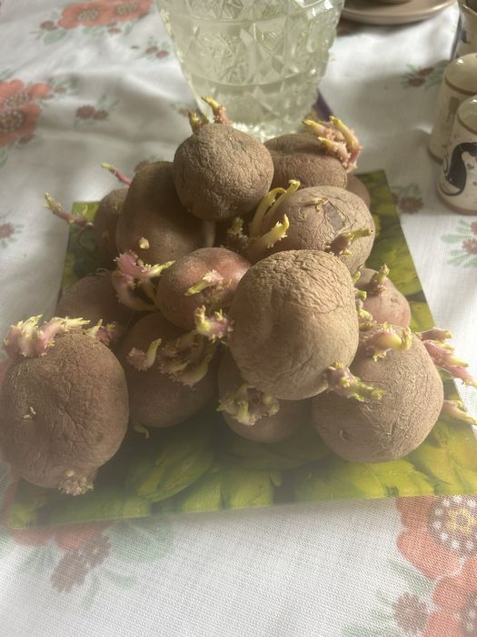 Семена картофеля