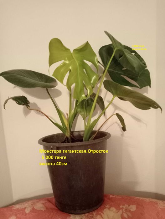 Цветы комнатные.