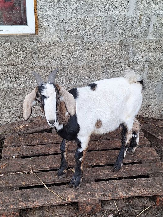 Vand 2 tapi anglo nubieni