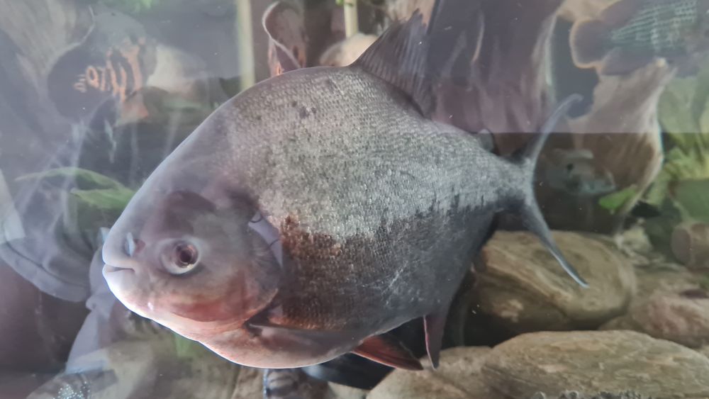 Peste de acvariu Pacu