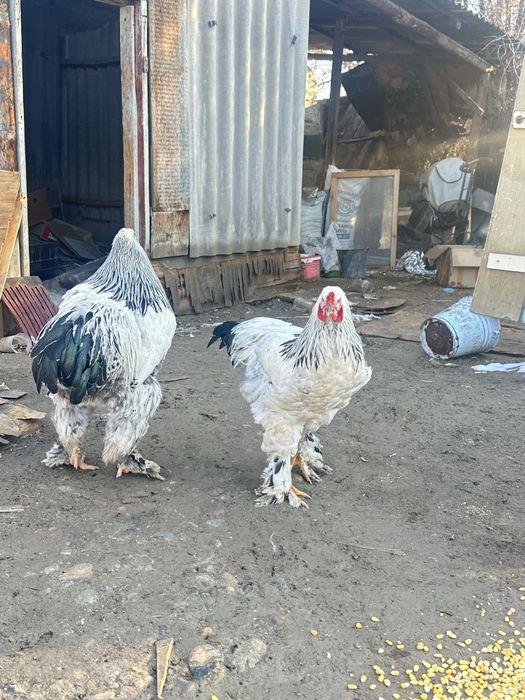 Светлый брам петухи