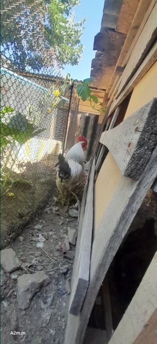 Продам кур и петуха