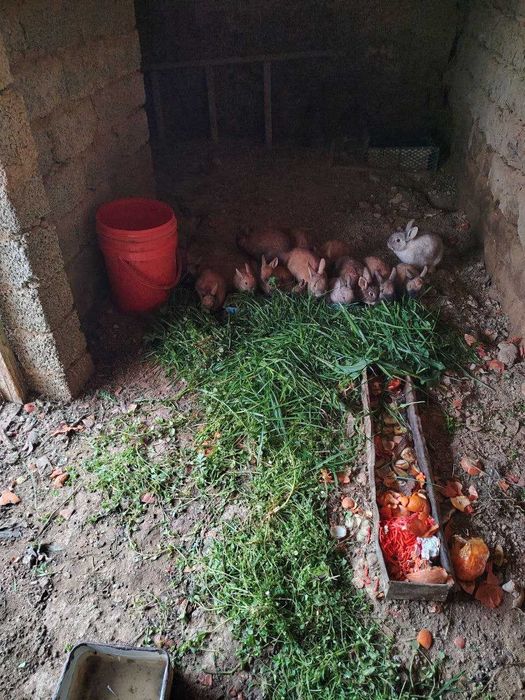 Karlik quyonlar sotiladi optom