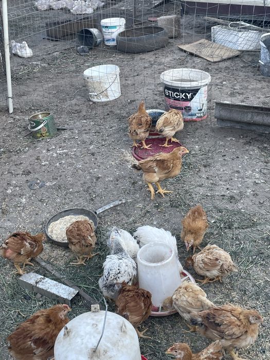 Vand pui rasa de carne si oua