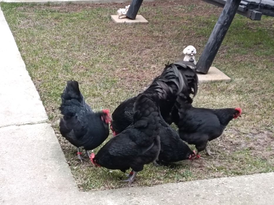 Ouă incubat wyandotte auriu, brahma , australorp negru