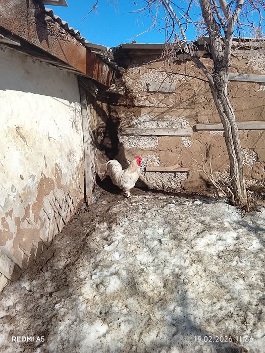 Петухи Павлодар недорого