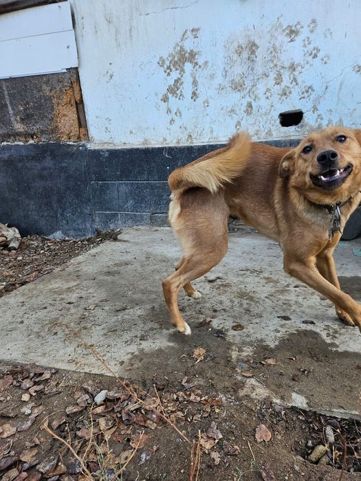 Собака с передержки