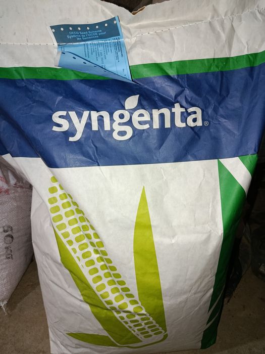 Makkajohori urug'i. Кукуруза семена