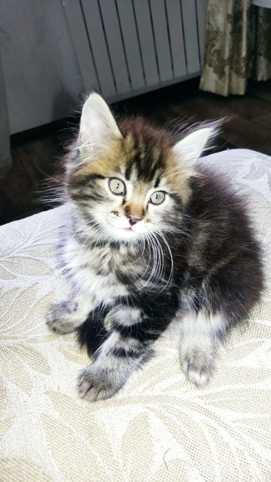 Мы близняшки два мальчика