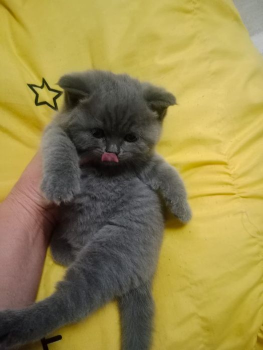 кОтЯта БриТанСкиЕ