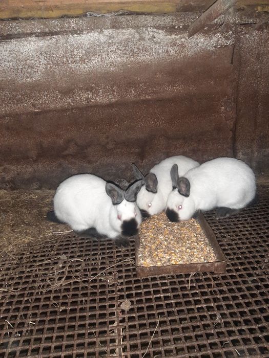 Iepuri californieni și uriaș german