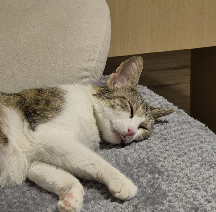 Mara pisica cauta familie