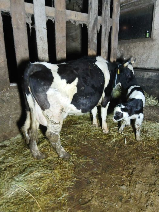 vaca cu vitel de vanzare