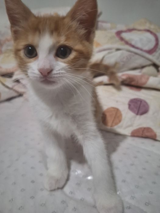 ПОДАРЯВАМ котенца