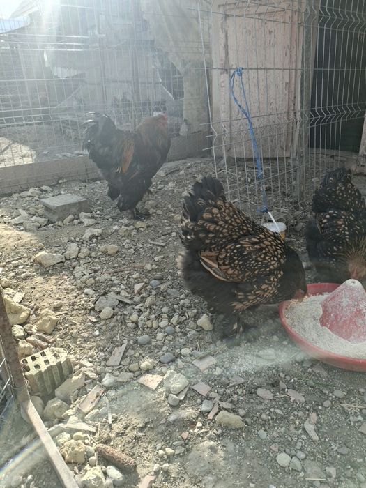 Oua brahma de incubat