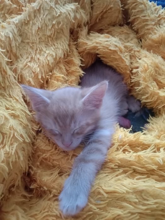 Котенок даром рыжий