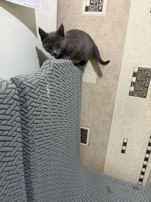 Котенок, кошечка